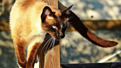 10 самых умных пород кошек