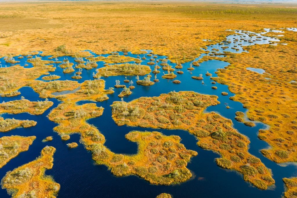 Шикарные болота в Беларуси