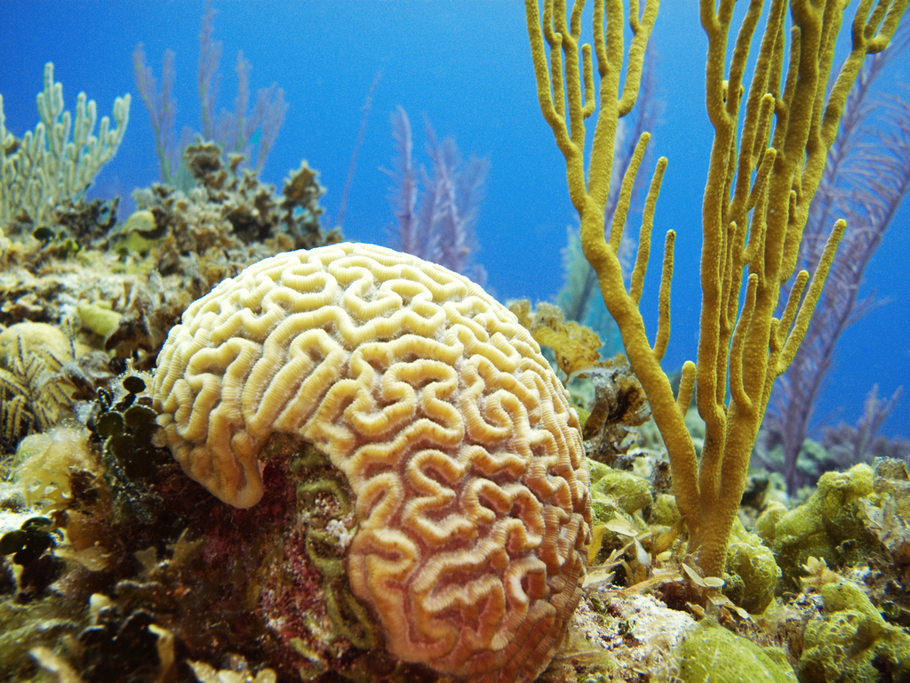 Коралл в виде мозга