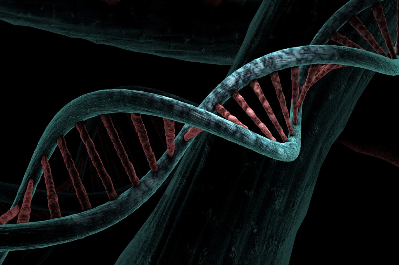 Схематическое изображение ДНК