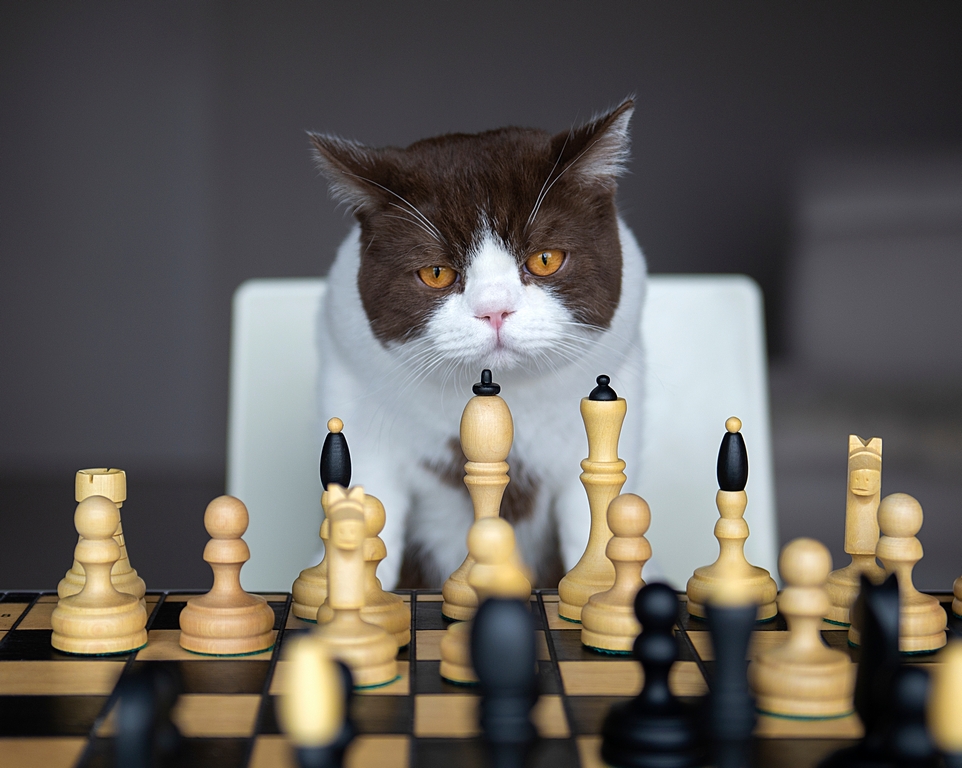 Очень серьезная кошка играет в шахматы