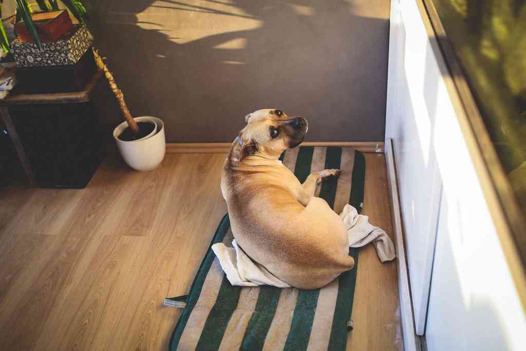 Большая собака спит на полосатом коврике на полу
