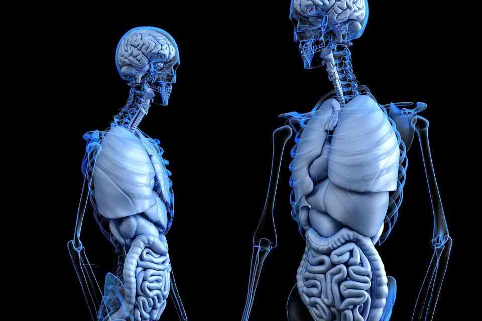 человеческий скелет и органы